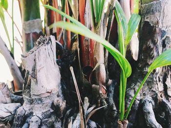 Close-up of plants growing on field