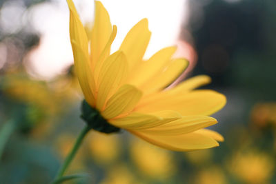 Close-up of yellow flowering plant