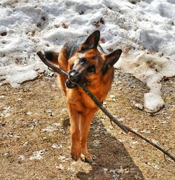 German shepherd dog with a stick