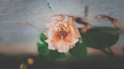 Close-up of rose against blurred background