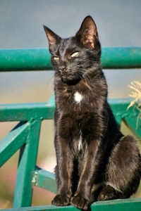 Close-up of cat