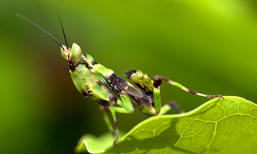 Close-up of insect on leaf