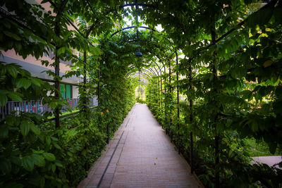 Walkway amidst trees against sky