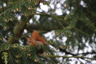 View of squirrel on tree