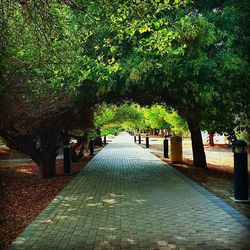 Narrow pathway along trees