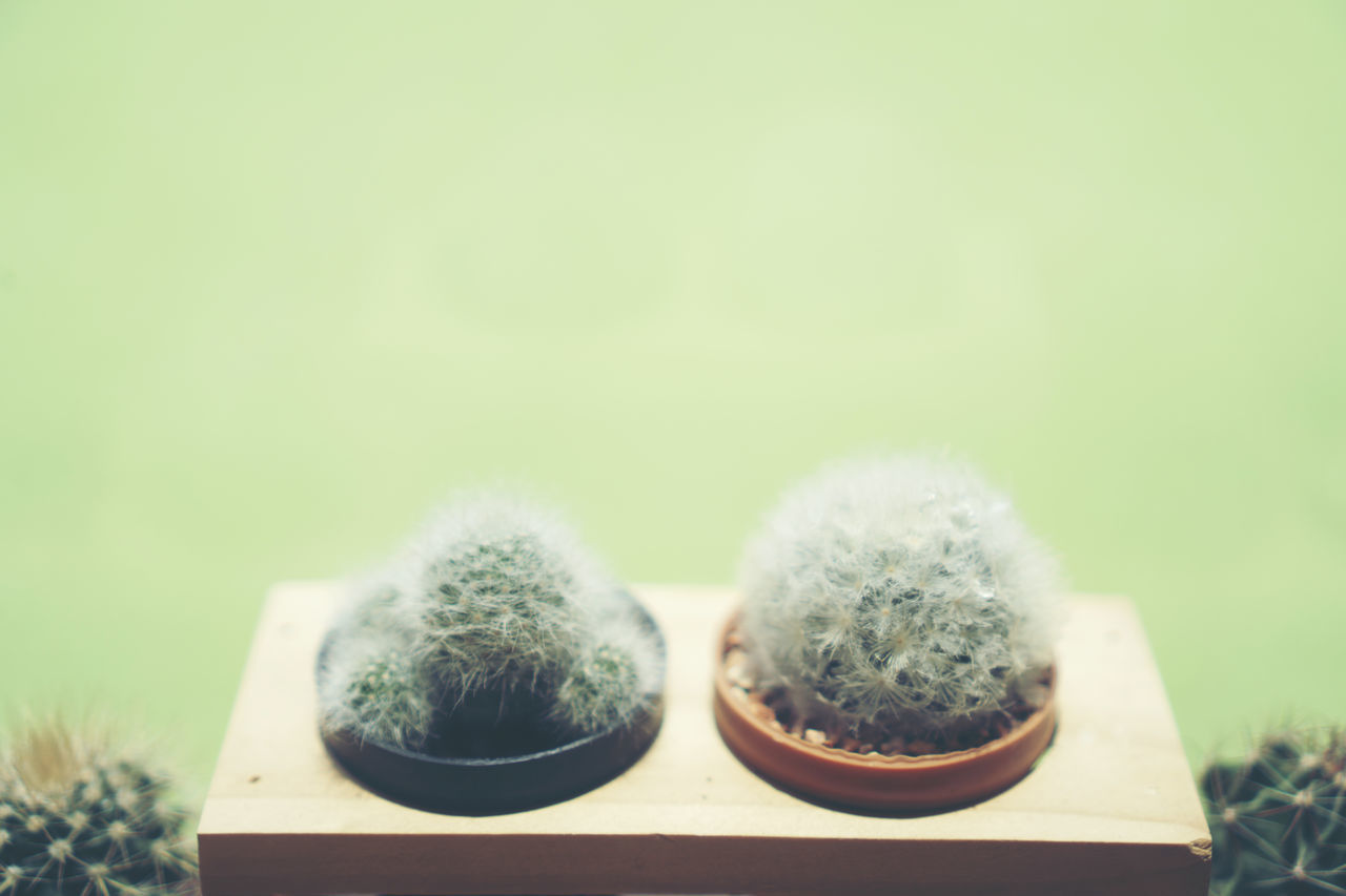 CLOSE-UP OF POTTED CACTUS PLANT