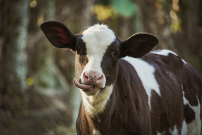 Portrait of cow on field