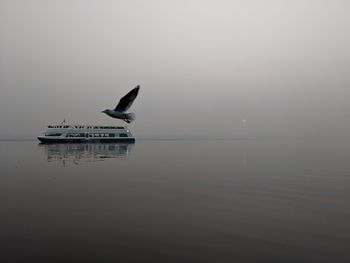 Bird flying over lake against sky