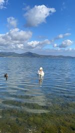 View of birds in sea against sky