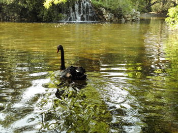 Swan swimming in lake