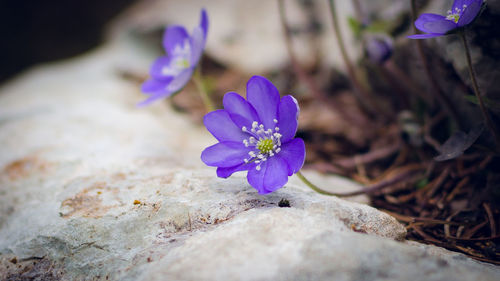 Close-up of purple flowers