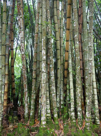 View of trees in forest