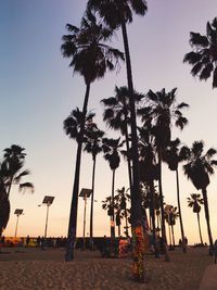 Low angle view of palm trees against sky