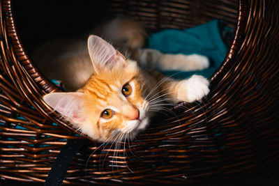 Close-up of a ginger norwegian forest cat in basket