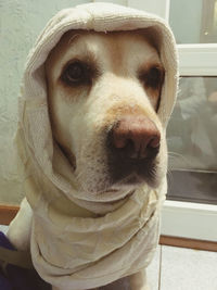 Close-up portrait of dog at home