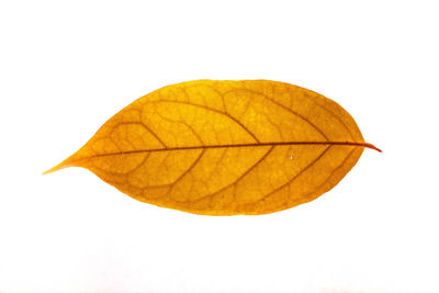 Close-up of maple leaf against white background