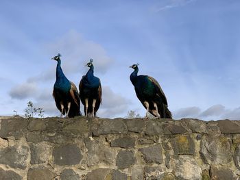 Low angle view of peacocks on retaining wall
