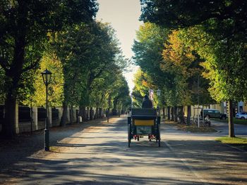 Rear view of man sitting on footpath amidst trees