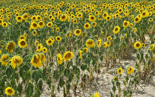 Close-up of yellow flowering plants on field