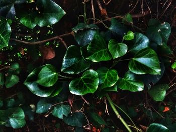 High angle view of leaves growing on field