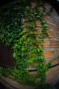 Ivy growing on wall