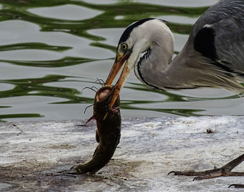 Close-up of birds in lake