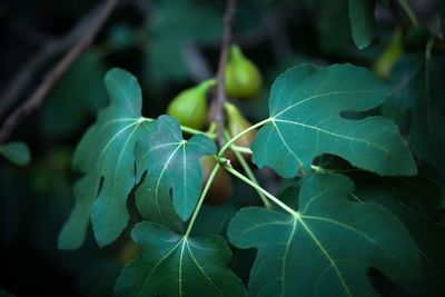 Close-up of green leaves