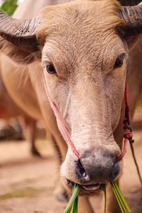 Close-up portrait of cow