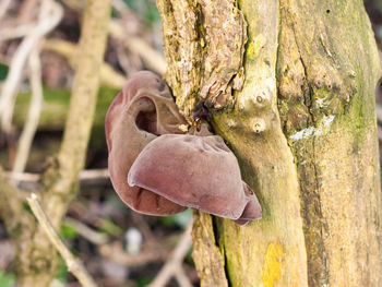 Close-up of lizard on tree trunk