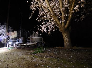 Illuminated tree at night