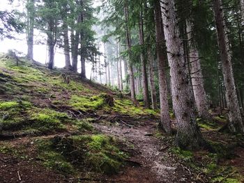 Trees in forest