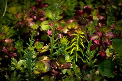 High angle view of flowering plants