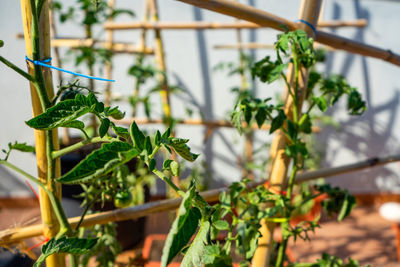 Close-up of potted plant