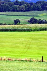 Scenic view of grassy field