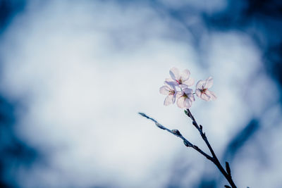 Close-up of flower tree against sky