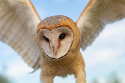 Close-up portrait of an animal