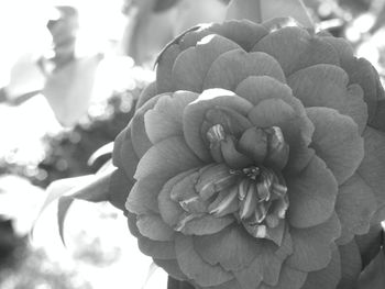 Close-up of flowers