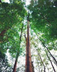 Low angle view of trees in forest