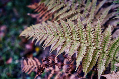 Close-up of leaves on tree during winter