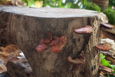 Close-up of wood