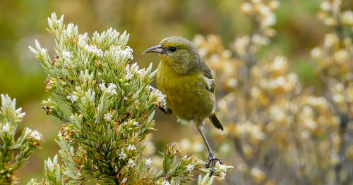 Close-up of honeycreeper perching on plant