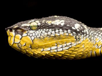 Close-up of yellow snake over black background