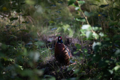 Close-up of bird perching on field