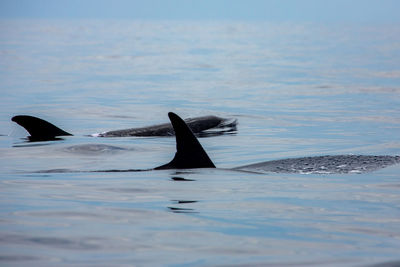 Whale swimming in sea