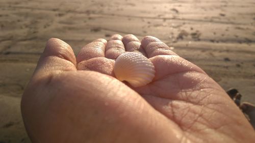 Close-up of human hand holding seashell at beach during sunset