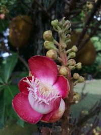Close-up of flower growing on plant