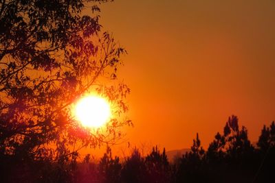 Silhouette trees against orange sky during sunset