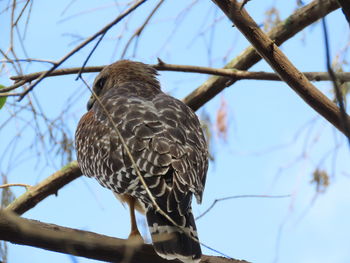 Closeup of a hawk in a tree