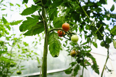 Ripening of tomato fruits among green foliage in a greenhouse on a summer day
