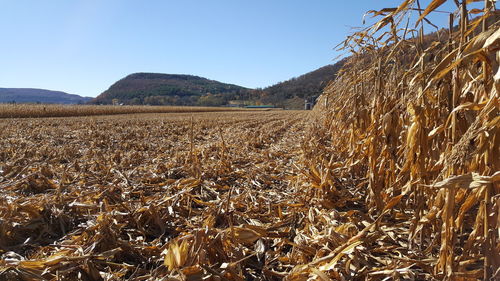 Scenic view of tree against clear sky